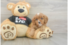 Cavapoo Pup Being Cute