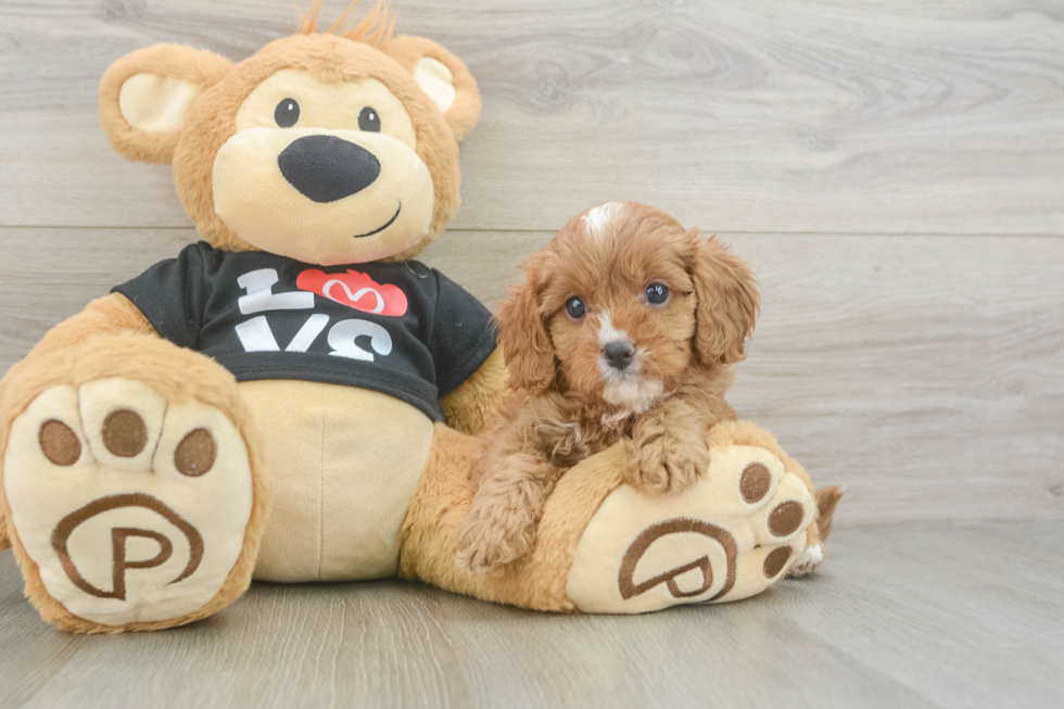 Cavapoo Pup Being Cute