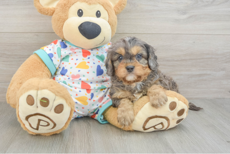 Playful Cavapoodle Poodle Mix Puppy