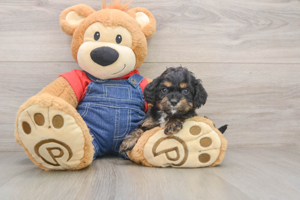Petite Cavapoo Poodle Mix Pup