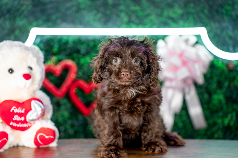 Cute Cavalier King Charles Spaniel and Poodle Mix Poodle Mix Puppy