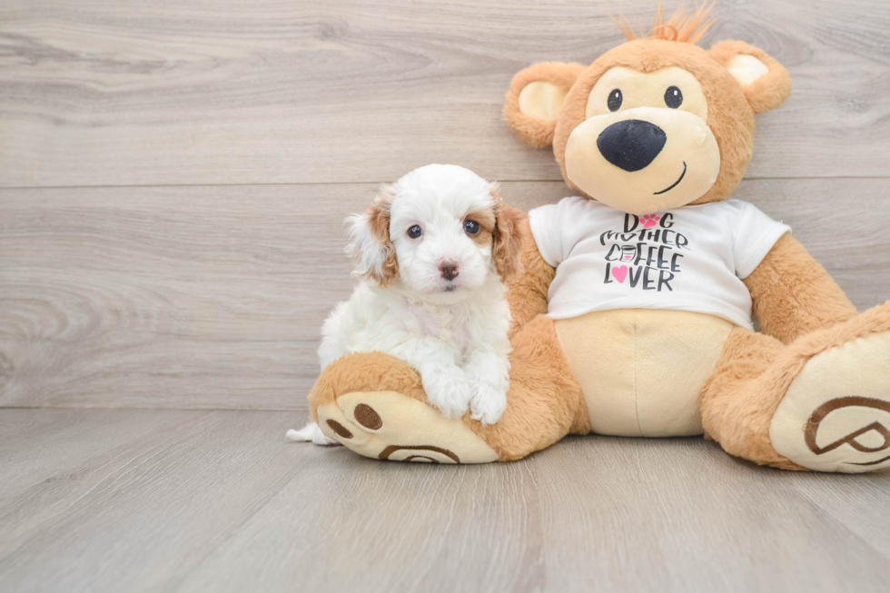 Best Cavapoo Baby