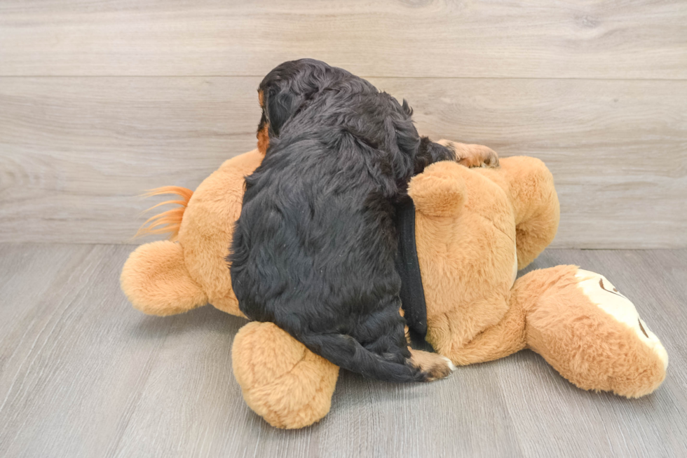 Cavapoo Puppy for Adoption