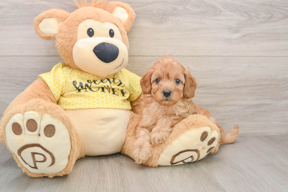 Cavapoo Pup Being Cute