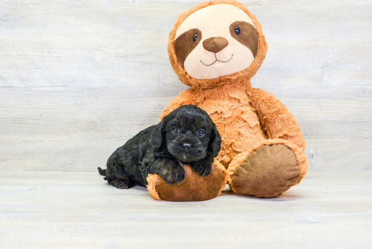 Meet Jenelle - our Cavapoo Puppy Photo 1/5 - Puppy Love PR Cavapoo Puppy for Adoption