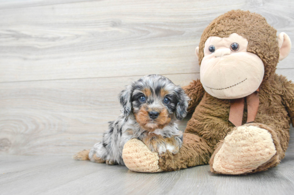 4 week old Cavapoo Puppy For Sale - Puppy Love PR