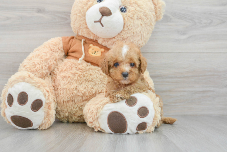 Cavapoo Puppy for Adoption