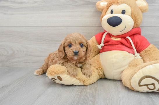Cavapoo Pup Being Cute