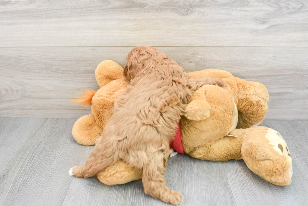 Energetic Cavoodle Poodle Mix Puppy