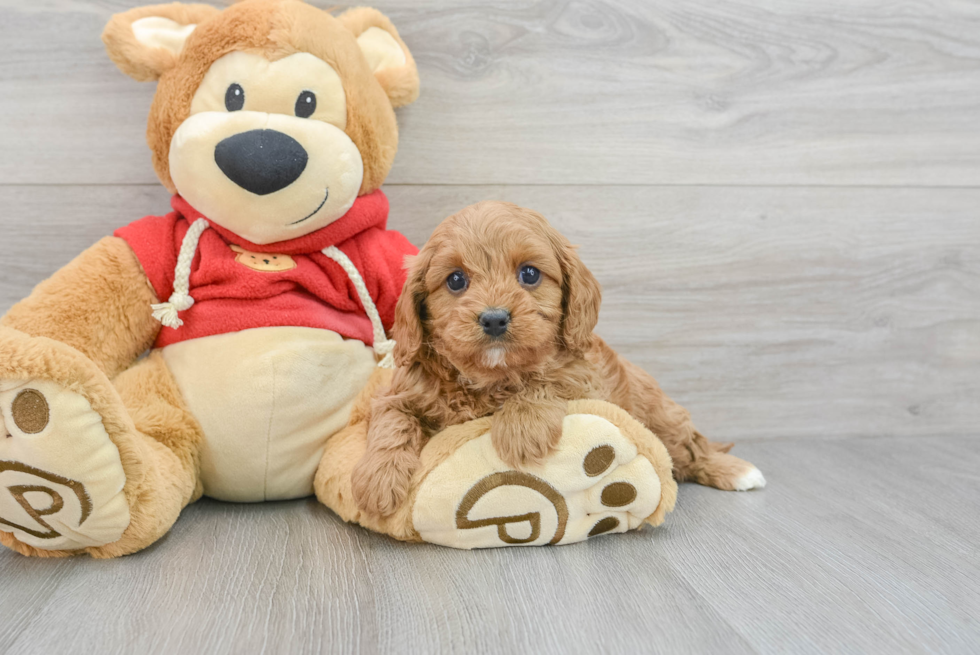 Cavapoo Puppy for Adoption