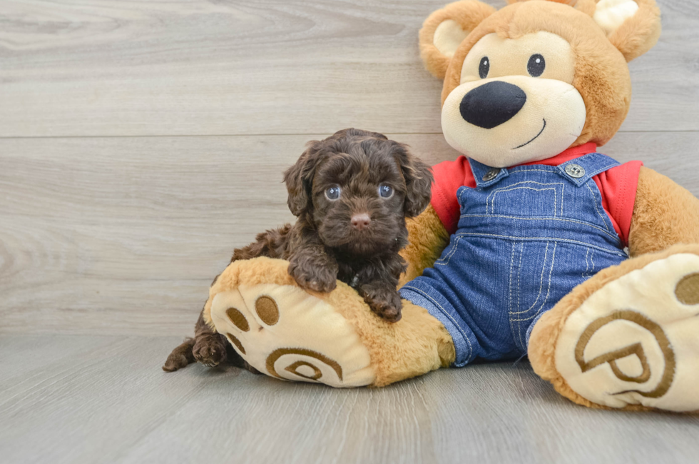 5 week old Cavapoo Puppy For Sale - Puppy Love PR