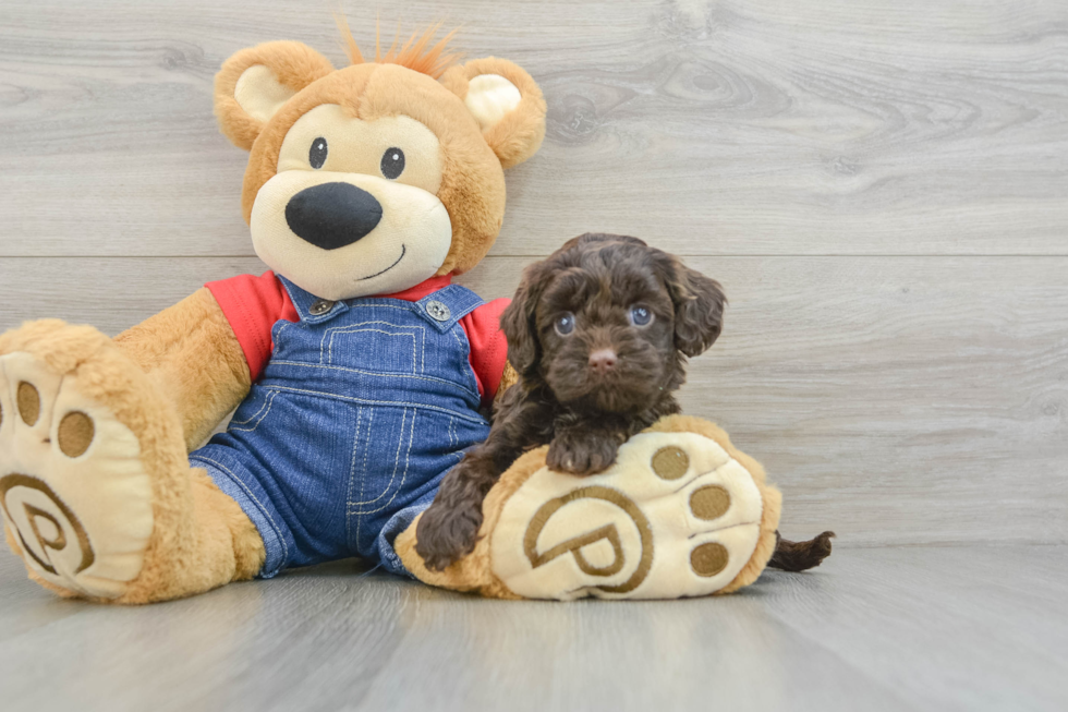 Adorable Cavalier King Charles Spaniel and Poodle Mix Poodle Mix Puppy