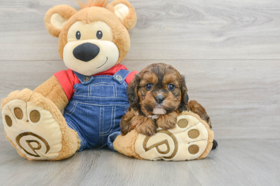 5 week old Cavapoo Puppy For Sale - Puppy Love PR