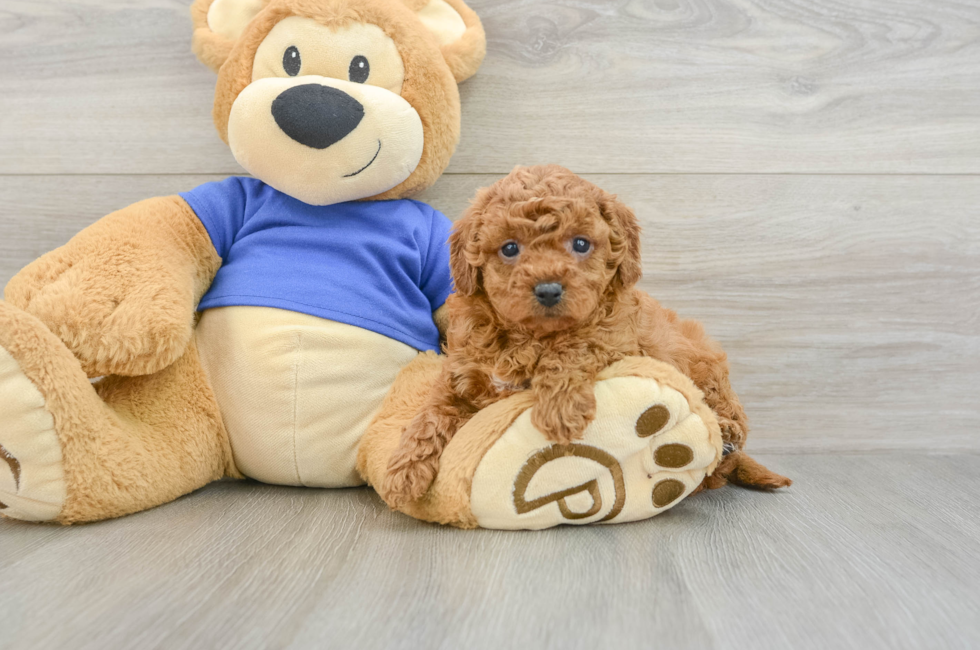 8 week old Cavapoo Puppy For Sale - Puppy Love PR