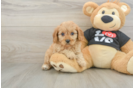 Cavapoo Pup Being Cute