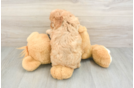 Cavapoo Pup Being Cute