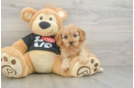 Playful Cavapoodle Poodle Mix Puppy