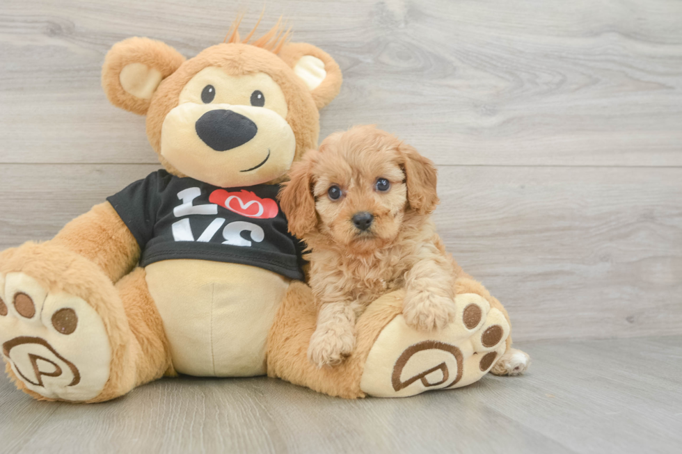Playful Cavapoodle Poodle Mix Puppy