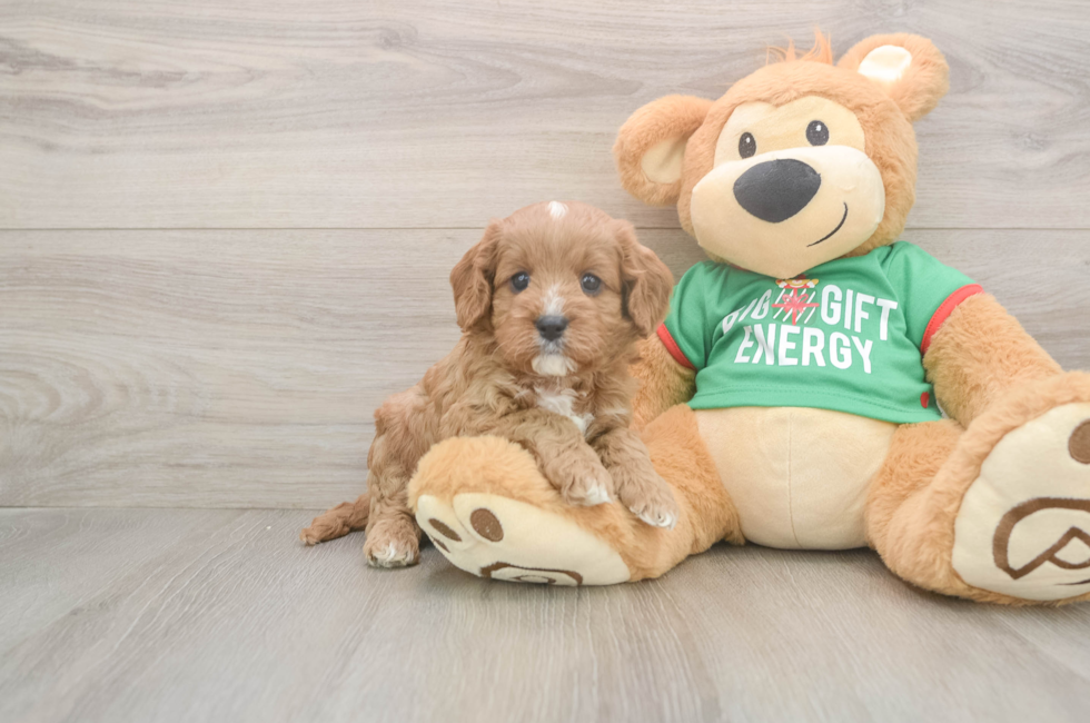 5 week old Cavapoo Puppy For Sale - Puppy Love PR