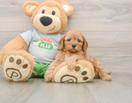 8 week old Cavapoo Puppy For Sale - Puppy Love PR