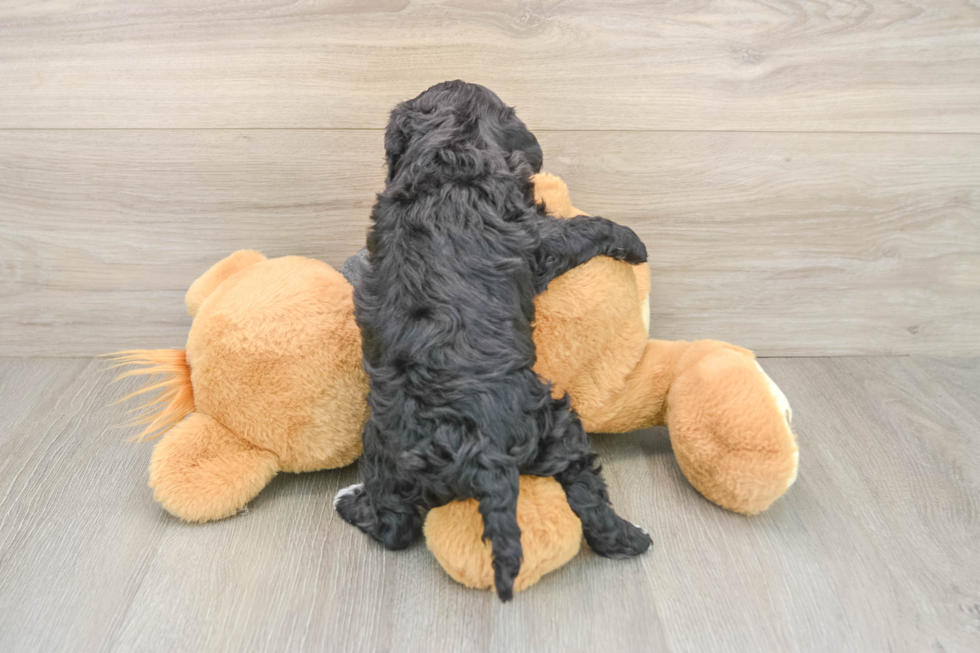 Cavapoo Puppy for Adoption