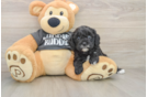 Cavapoo Puppy for Adoption
