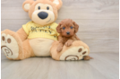 Cavapoo Puppy for Adoption