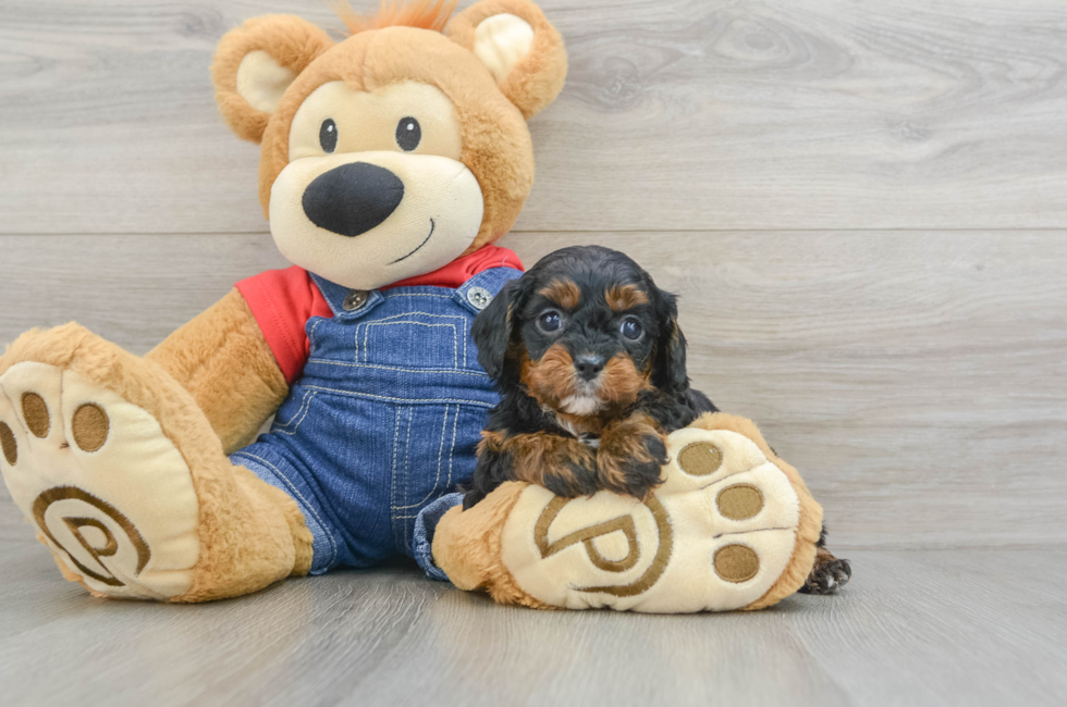 5 week old Cavapoo Puppy For Sale - Puppy Love PR