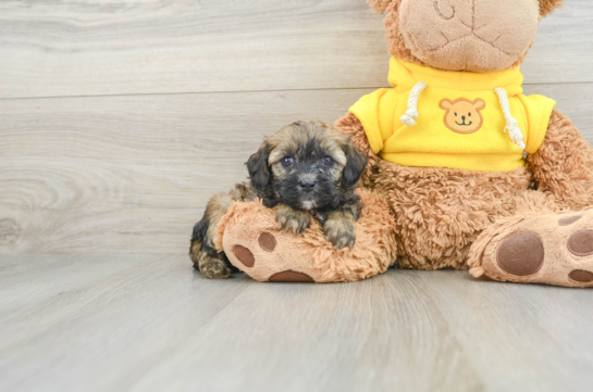 Happy Cavapoo Baby