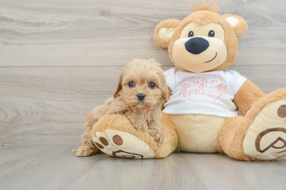 5 week old Cavapoo Puppy For Sale - Puppy Love PR