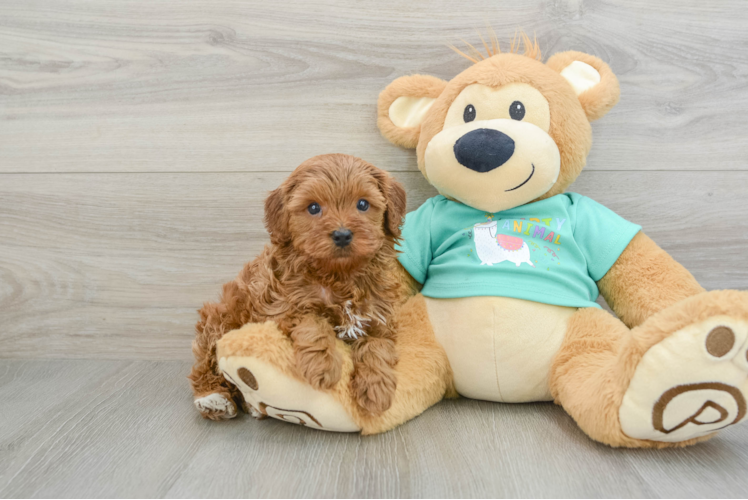 Cavapoo Pup Being Cute