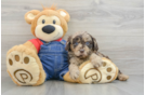 Best Cavapoo Baby