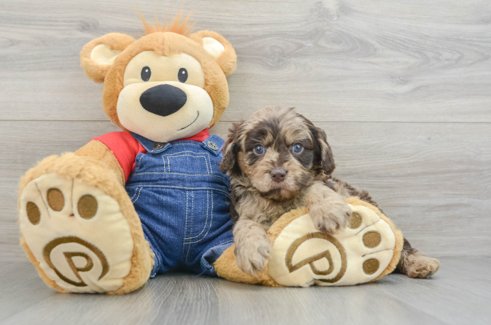 5 week old Cavapoo Puppy For Sale - Puppy Love PR