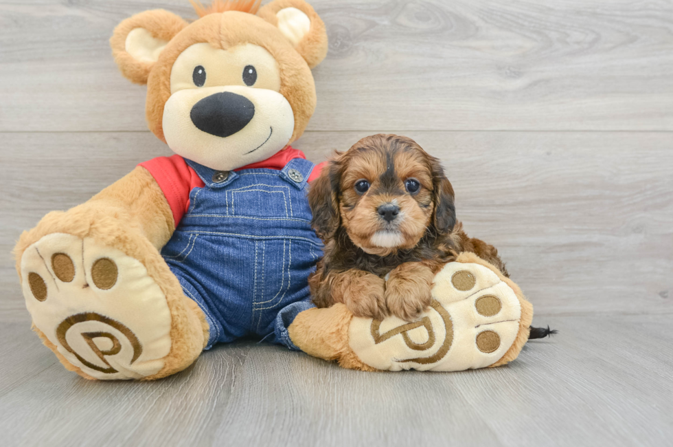 5 week old Cavapoo Puppy For Sale - Puppy Love PR