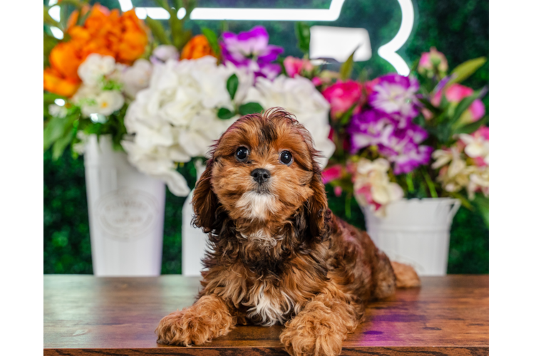 Best Cavapoo Baby
