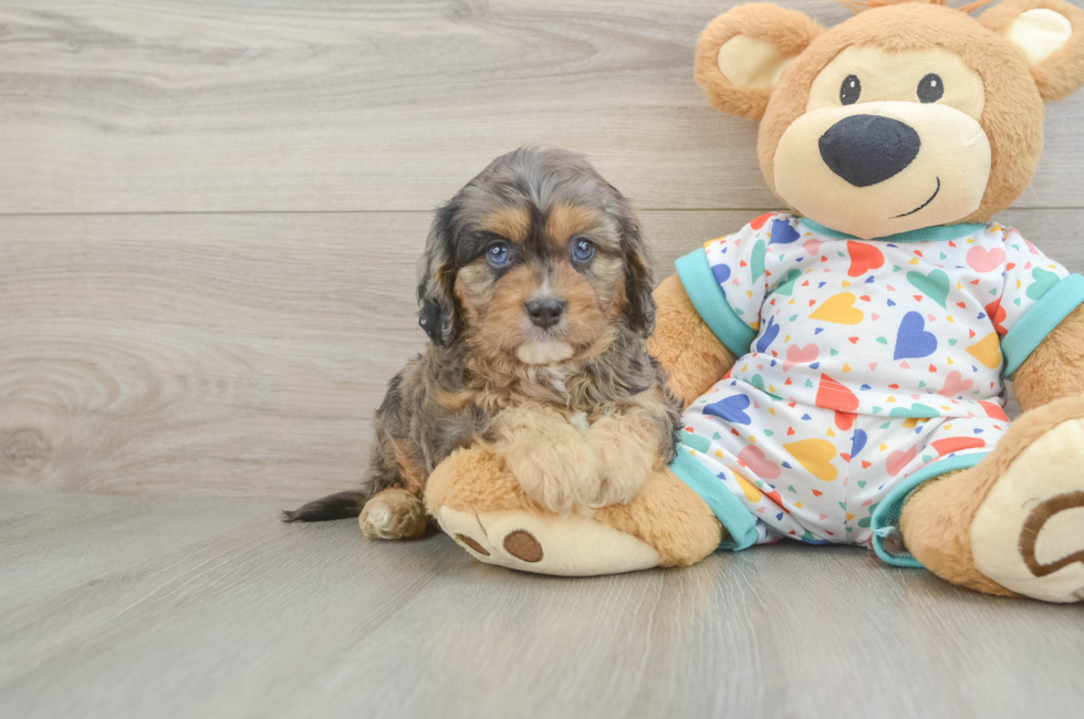 5 week old Cavapoo Puppy For Sale - Puppy Love PR