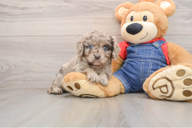 Hypoallergenic Cavadoodle Poodle Mix Puppy