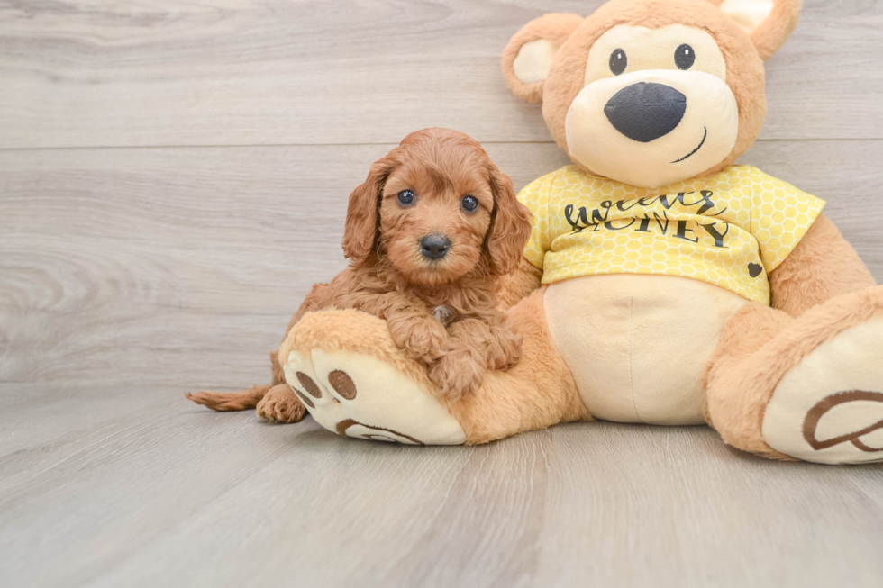 Fluffy Cavapoo Poodle Mix Pup