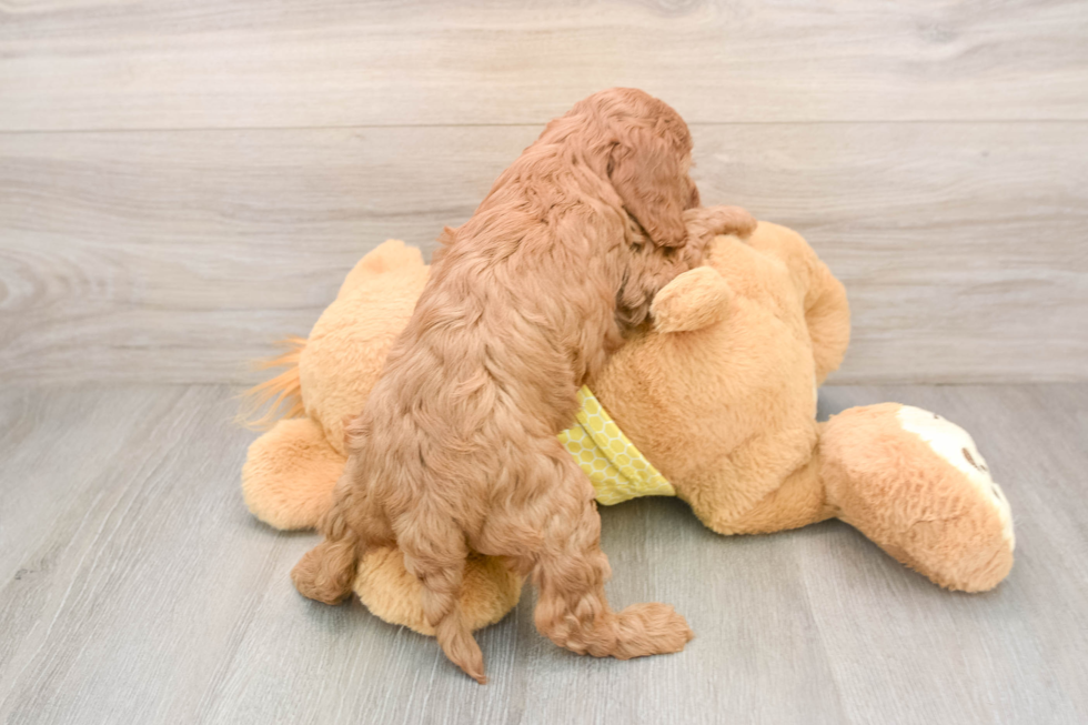 Funny Cavapoo Poodle Mix Pup