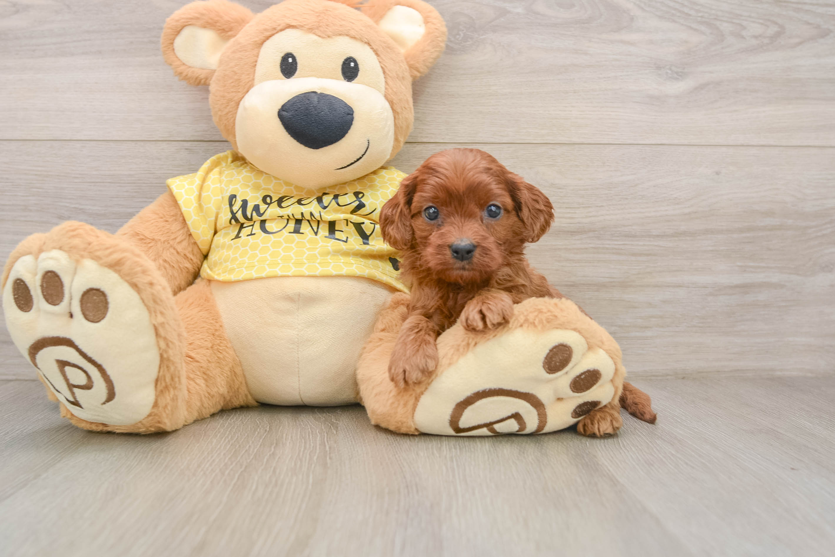Little Cavipoo Poodle Mix Puppy