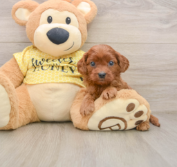 8 week old Cavapoo Puppy For Sale - Puppy Love PR