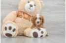 Cavapoo Pup Being Cute