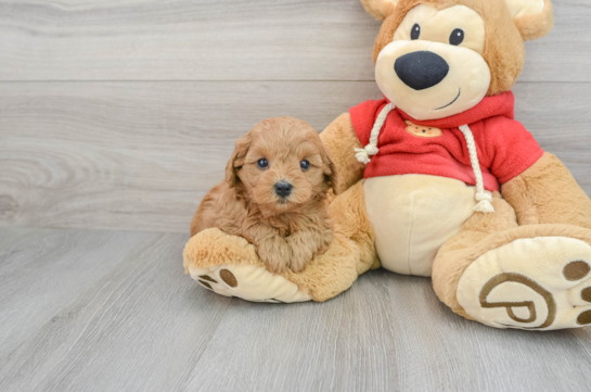 Little Cavoodle Poodle Mix Puppy
