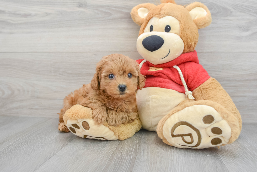 Best Cavapoo Baby