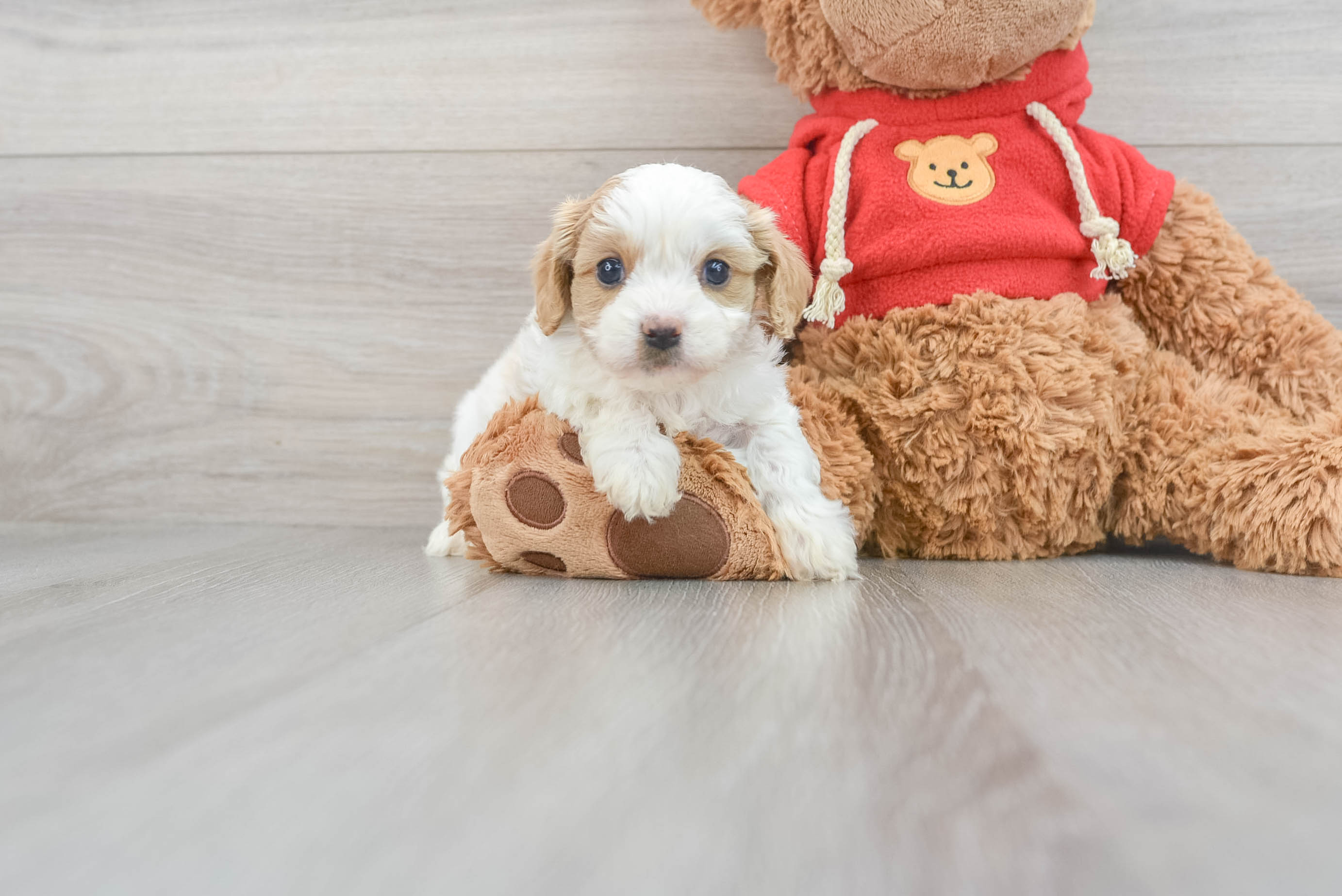 Friendly Cavapoo Baby