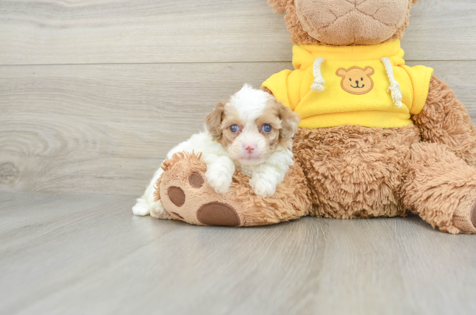 6 week old Cavapoo Puppy For Sale - Puppy Love PR