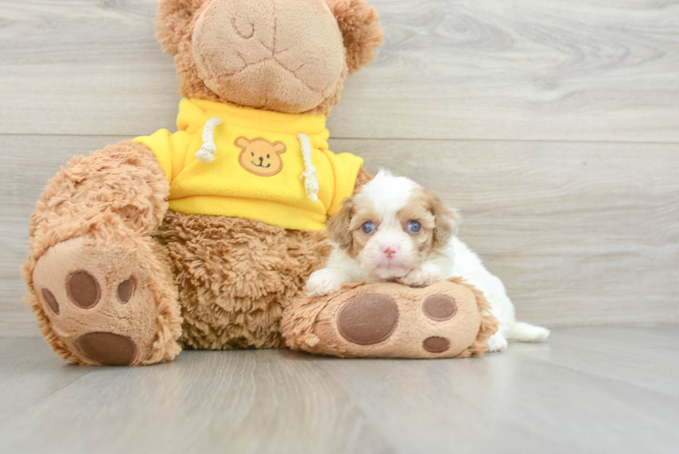 Cavapoo Pup Being Cute