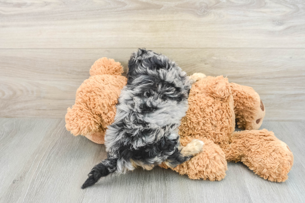 Adorable Cavalier King Charles Spaniel and Poodle Mix Poodle Mix Puppy