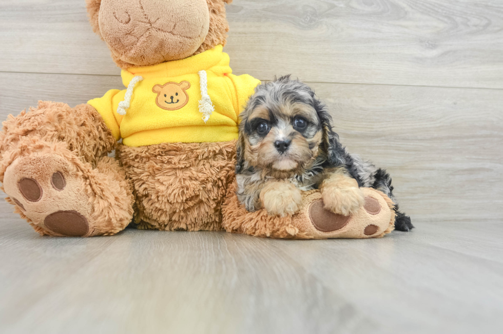 7 week old Cavapoo Puppy For Sale - Puppy Love PR