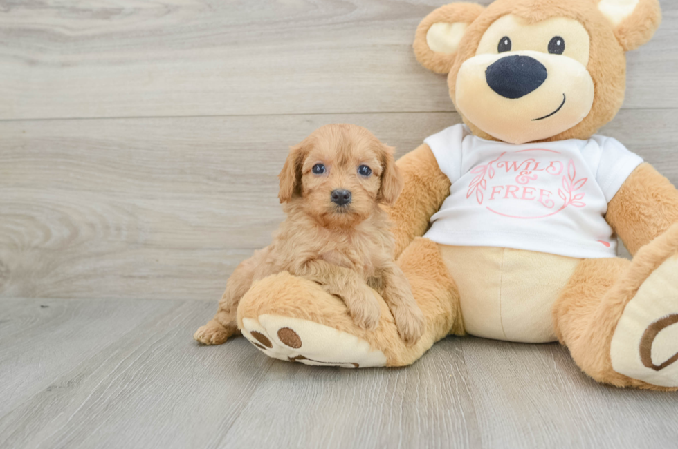 5 week old Cavapoo Puppy For Sale - Puppy Love PR